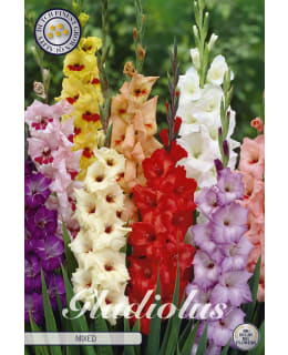 Gladiolus mixed 10 kpl kukkamukula Main Image