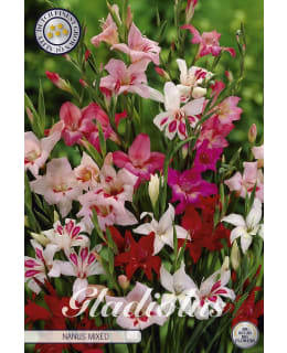 GLADIOLUS NANUS MIXED 10 KPL KUKKASIPULI Main Image
