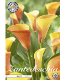 ZANTEDESCHIA MANGO 1 KPL KUKKASIPULI Main Image