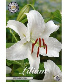 LILJA CASABLANCA Main Image