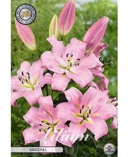 LILJA LA REVE 2 KPL Main Image