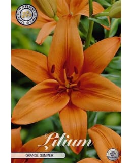 LILIUM ORANGE SUMMER 2 KPL KUKKASIPULI Main Image
