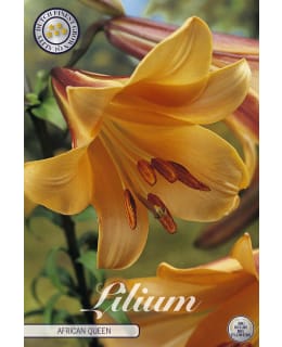 LILJA AFRICAN QUEEN 2 KPL Main Image