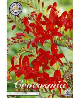 RUOSTEKUKKA LUCIFER Main Image