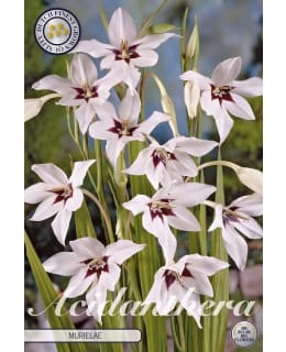 TUOKSUMIEKKALILJA MURIELAE Main Image