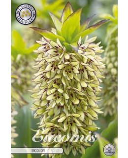EUCOMIS BICOLOR 1 KPL Main Image
