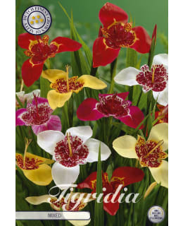 TIIKERINKUKKA TIGRIDIA PAVONA MIXED Main Image