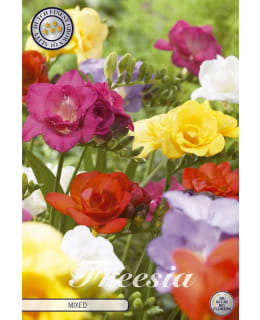 FREESIA MIXED Main Image
