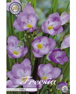 FREESIA PURPLE Main Image