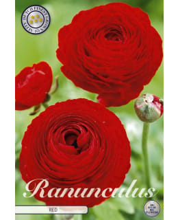 RANUNCULUS RED 10 KPL KUKKASIPULI Main Image
