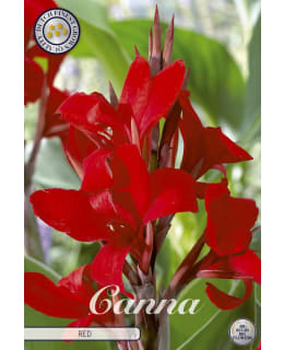 CANNA RED 1 KPL KUKKASIPULI Main Image