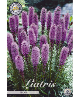 PUNATÄHKÄ LIATRIS SPICATA 60CM Main Image