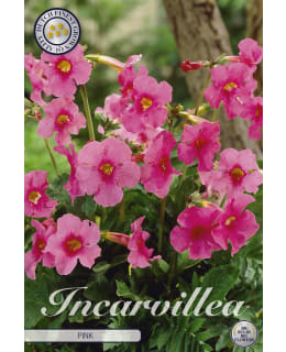 INCARVILLEA PINK Main Image