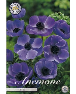 ANEMONE THE CAEN BLAUW 15KPL KUKKASIPULI Main Image