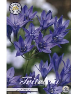 TRITELIA QUEEN FABIOLA 15KPL KUKKASIPULI Main Image