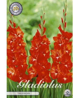 GLADIOLUS TRADERHORN Main Image