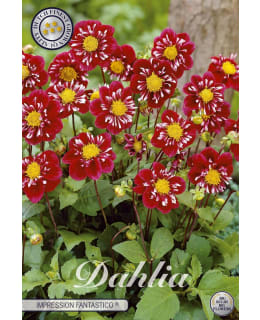 DAHLIA FANTASTICO 1 KPL KUKKASIPULI Main Image