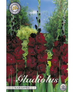 GLADIOLUS BLACK SURPRICE Main Image
