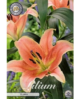 LILIUM ZELMIRA 2 PCS Main Image