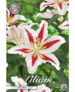 LILIUM BIG SMILE 2 KPL Main Image
