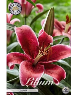 LILJA ORIENTAL RED Main Image