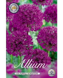 UKKOLAUKKA ALLIUM PURPLE SENSATION 15KPL Main Image