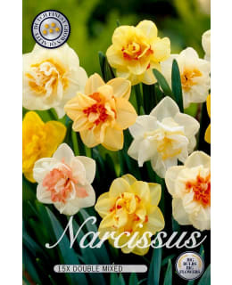 NARSISSI KERROTTU SEKOITUS Main Image