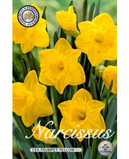 NARSISSI TRUMPET DUTCH MASTER Main Image