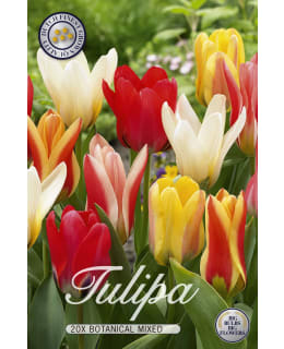 TULPPAANI BOTANICAL MIXED 20KPL Main Image