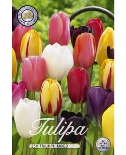 TULPPAANI TRIUMPH MIXED 25KPL Main Image