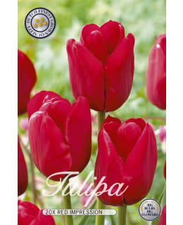 TULPPAANI TRIUMPH RED IMPRESSION 20KPL Main Image