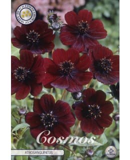 Kosmoskukka Atrosanguineus Main Image