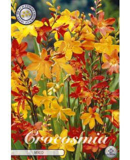 CROCOSMIA MIXED 15 KPL KUKKASIPULI Main Image