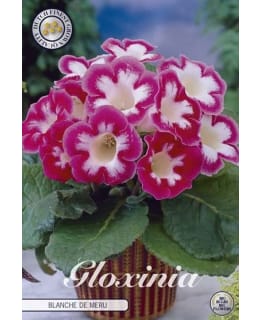 GLOXINIA BLANCHE DE MERU 1 KPL Main Image