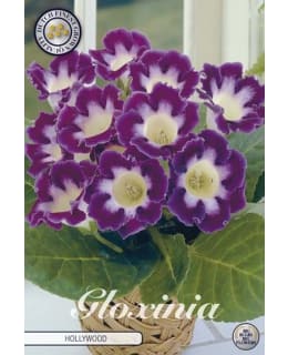 GLOXINIA HOLLYWOOD 1 KPL Main Image