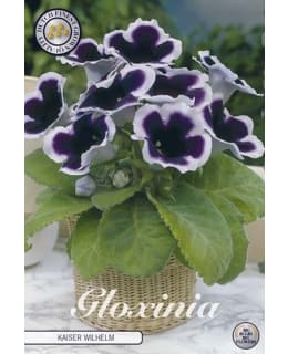 Suppilokukka  1 kpl/pss Gloxinia kukkamukula Main Image