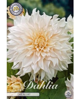 DAALIA CAFE AU LAIT Main Image