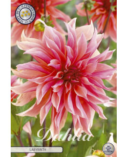 DAHLIA LABYRINTH 1 KPL KUKKASIPULI Main Image