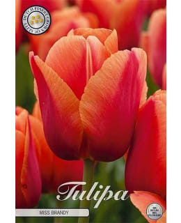 TULPPAANI DARWIN MISS BRANDY 7KPL Main Image