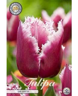 TULPPAANI FRINGED SAN MARTIN Main Image