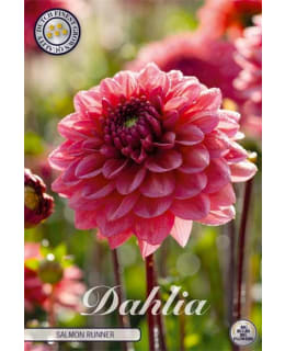 DAHLIA SALMON RUNNER 1 KPL KUKKASIPULI Main Image