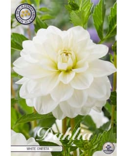 DAHLIA WHITE ONESTA 1 KPL KUKKASIPULI Main Image