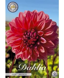 DAHLIA DALMUTI BARONESS 1KPL KUKKASIPULI Main Image