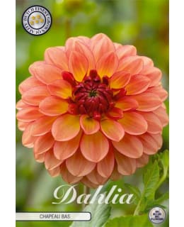 DAHLIA CHAPEAU BAS 1 KPL KUKKASIPULI Main Image