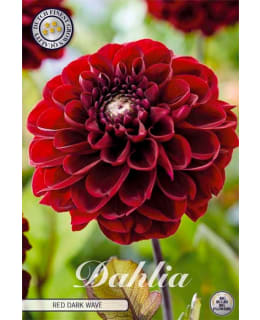 DAHLIA RED DARK WAVE 1 KPL KUKKASIPULI Main Image