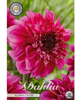 DAHLIA RICHARDS FORTUNE 1KPL KUKKASIPULI Main Image