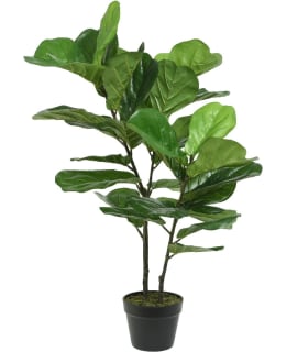 EVERLANDS 800806 VIIKUNAPUU TEKOKASVI Main Image