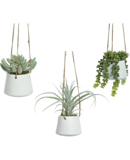 EVERLANDS TEKOKASVI VALK.RUUK MEHIKASVI Main Image