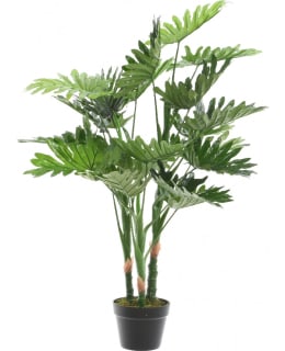 EVERLANDS 802142 PHILODENDRON TEKOKASVI Main Image