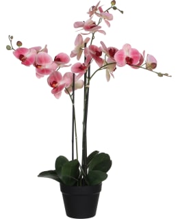 PHALAENOPSIS IN PLASTIC POT PINK Main Image